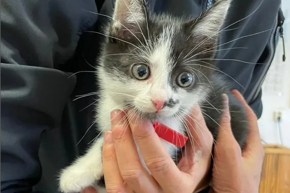 Kitten in schoenendoos gedumpt: 'Duidelijk opzettelijk'