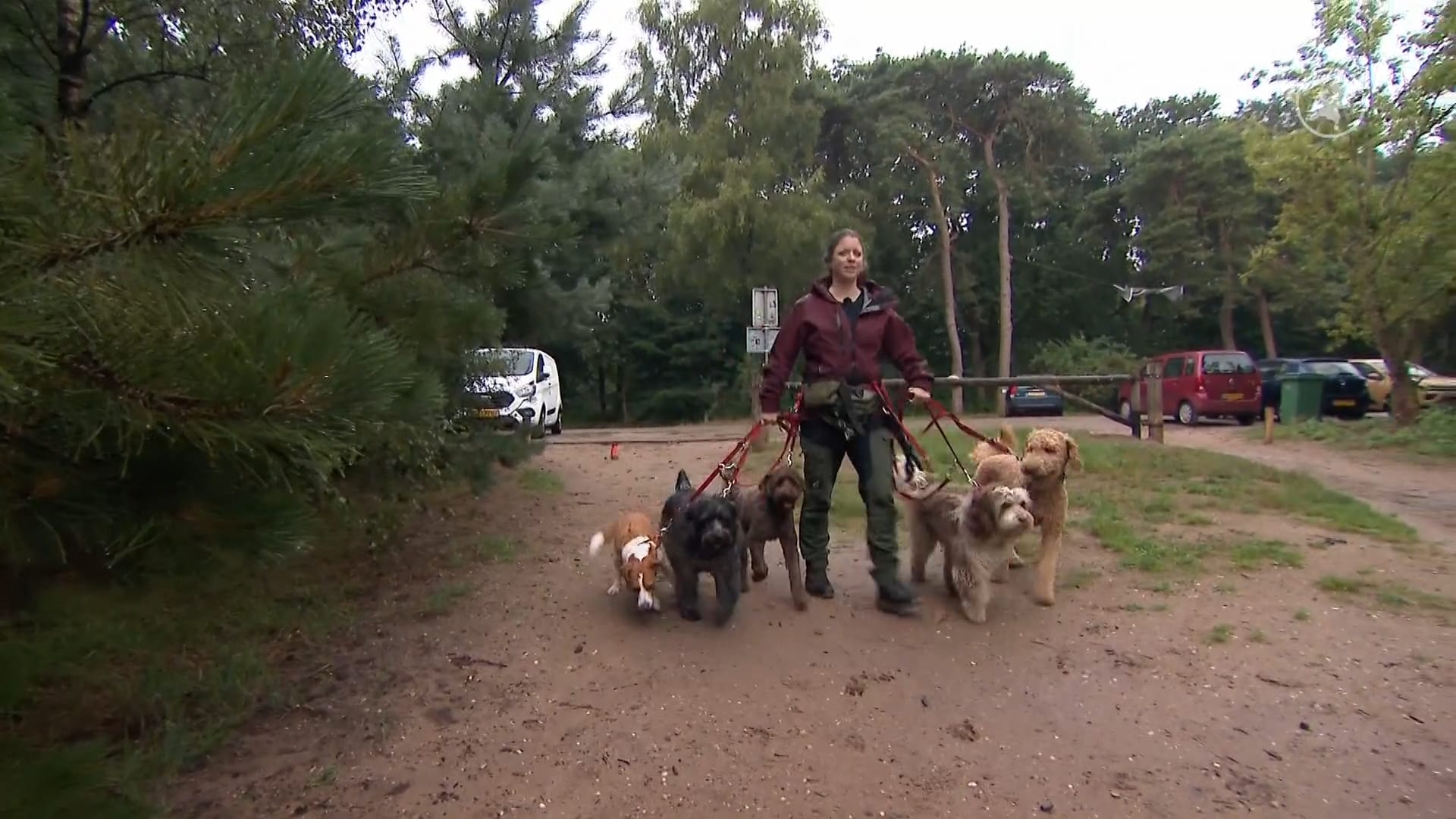 Hondenuitlaters in Soest bezorgd om nieuwe 'hondenlimiet'