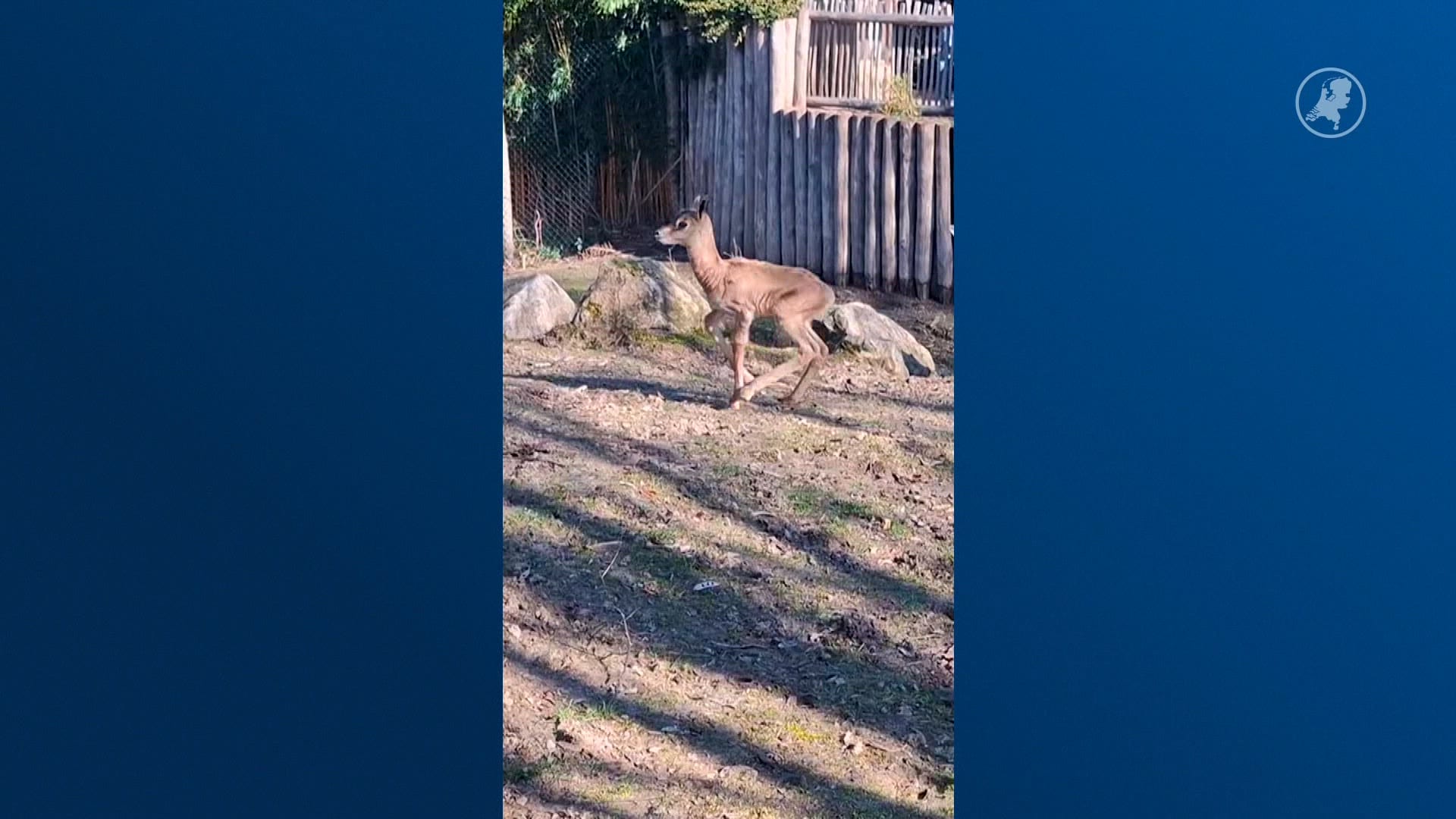 Zeldzame mhorgazelle geboren in ZooParc Overloon