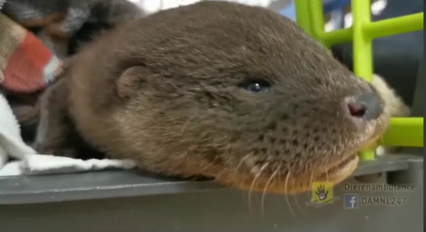 Baby-otter en bever 'op tournee' door Almere en Rotterdam