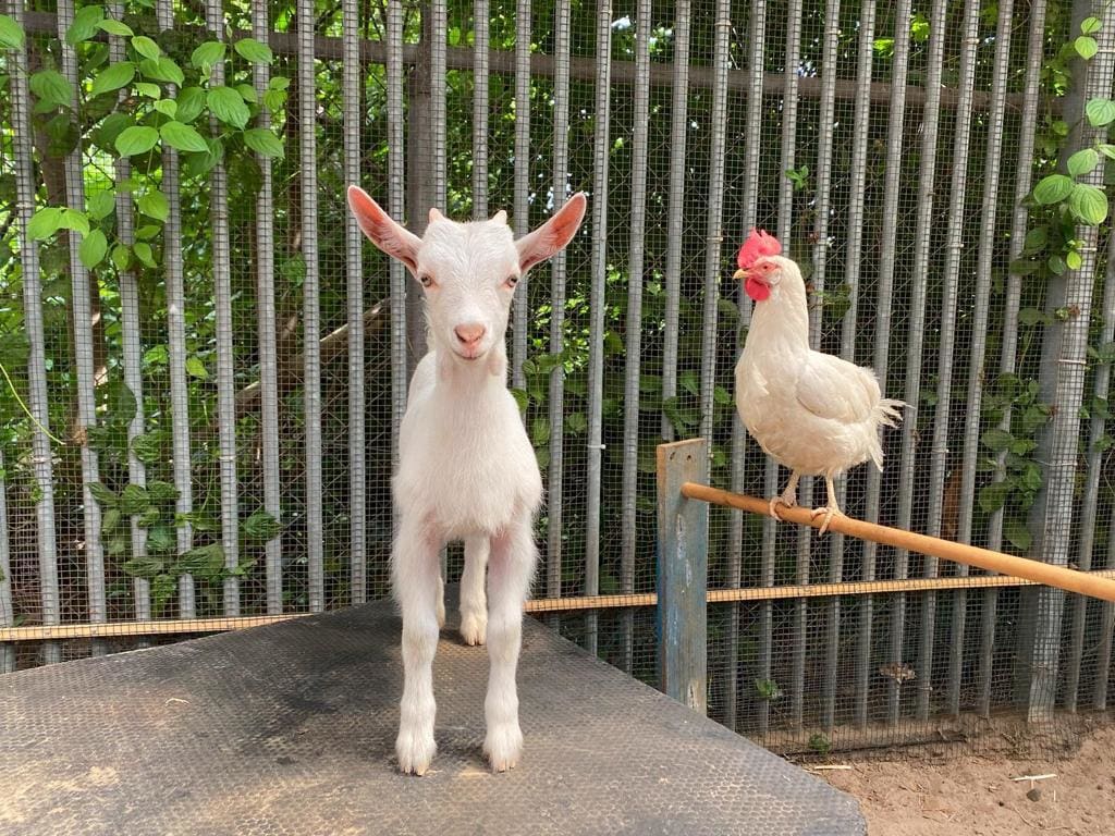Thuis gezocht voor volmaakte vrienden geitje Lars en hen Coco