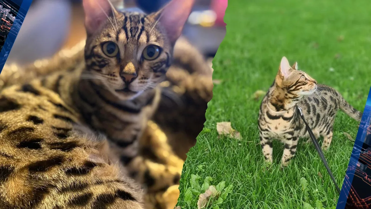 Poes Tijger neemt de benen tijdens bezoekje aan dierenarts: 'We missen haar heel erg'