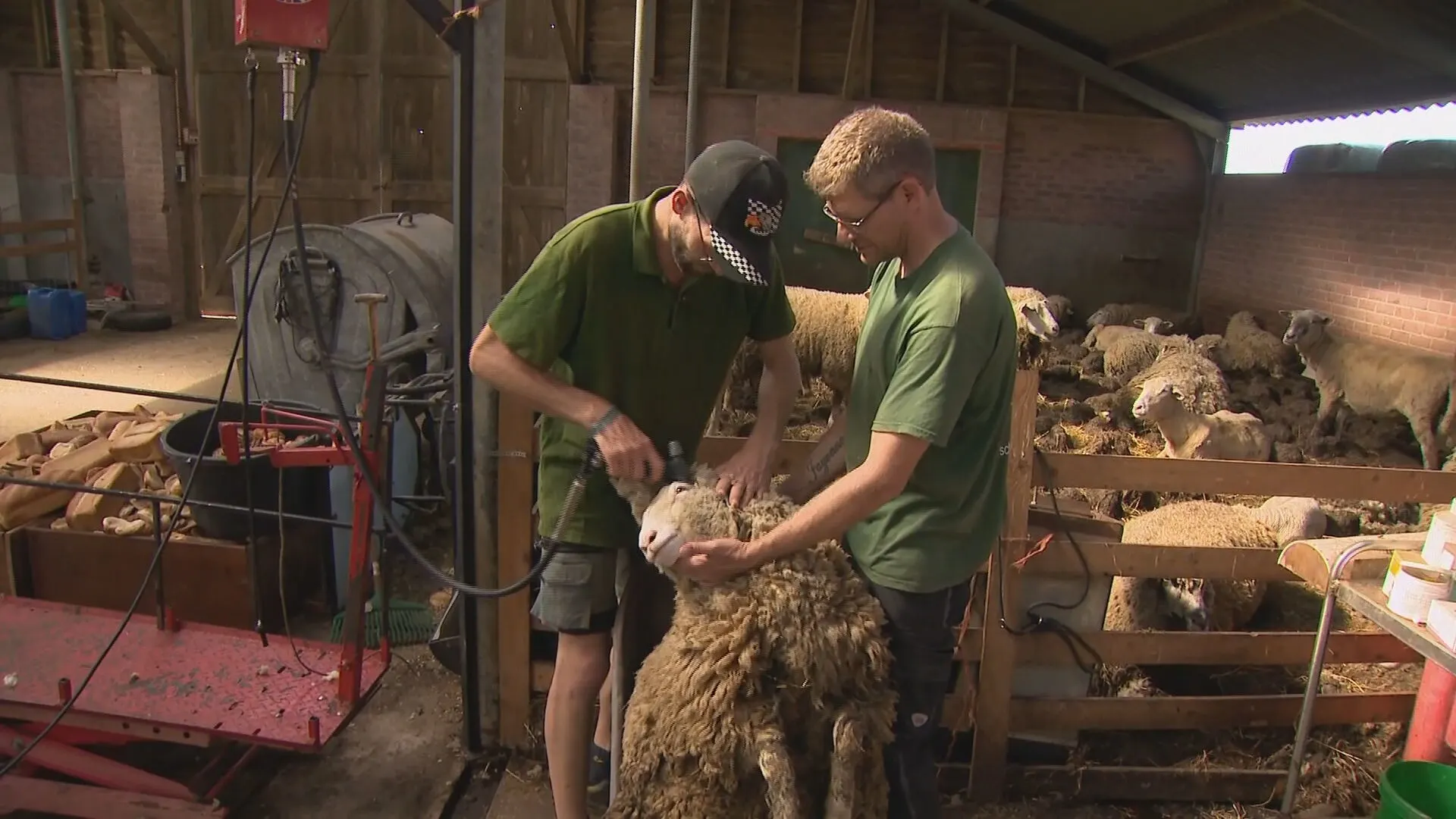 Schapenhouders kunnen wol nergens kwijt: 'Ik heb hier honderden kilo's liggen'