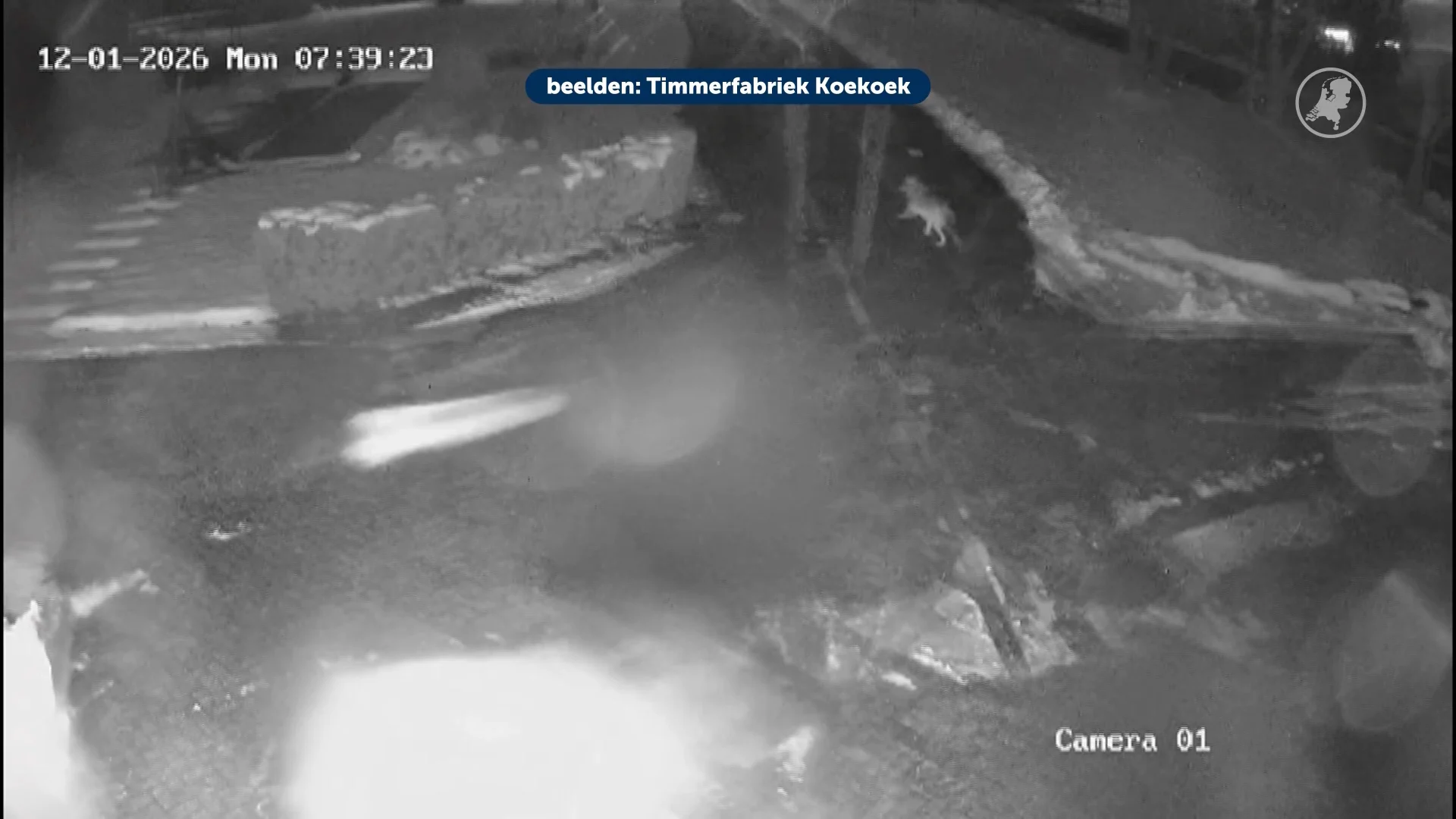 Jonge wolf waarschijnlijk op doortocht bij school Ruinen