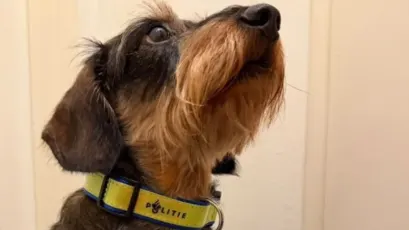 Oplichting bij winactie hondenhalsband... van de politie