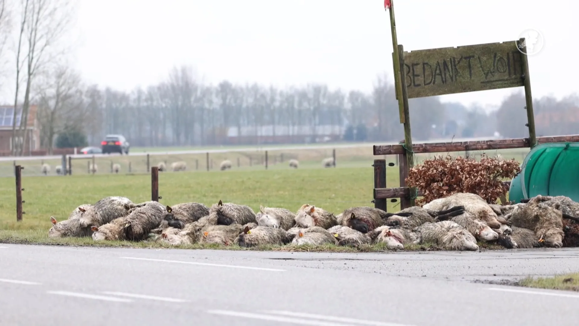 Slachtpartij in Oosterwolde: 41 schapen dood bij vermoedelijke wolfaanval