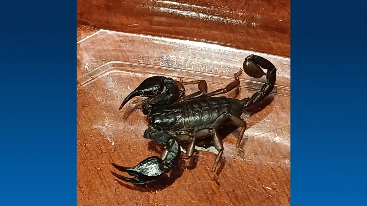 Bewoners Den Bosch vinden schorpioen op de trap: 'Zat doodleuk rond te kijken'