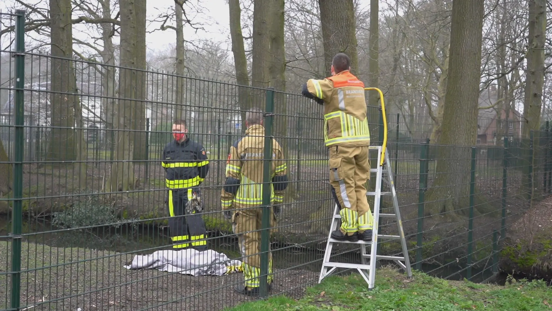 Opgejaagd hertje valt in het water en overlijdt in Oosterhout