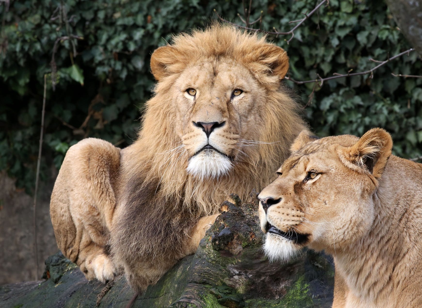 Leeuwen mogen voorlopig toch in Artis blijven