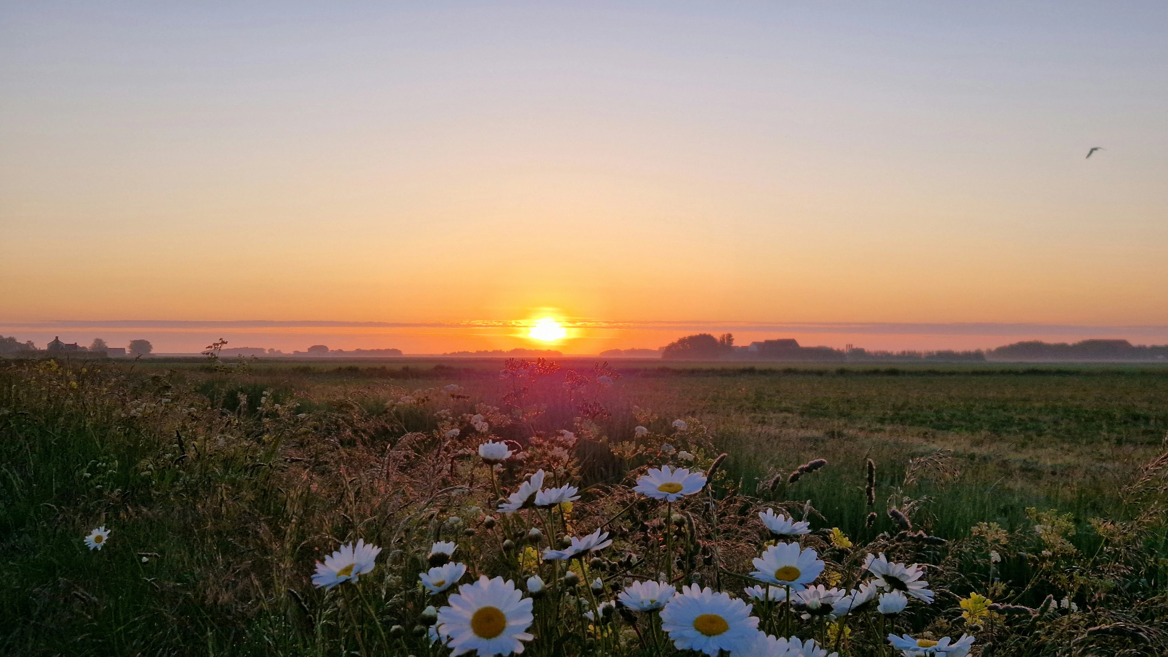 Zonnige lentedag voor de boeg na mistig begin, later in de week regen
