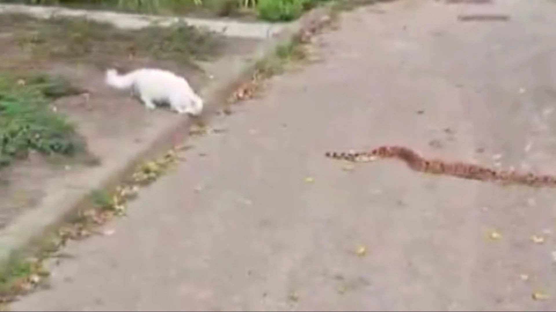 ZIEN: Kat oog in oog met meterslange wurgslang in Barendrecht