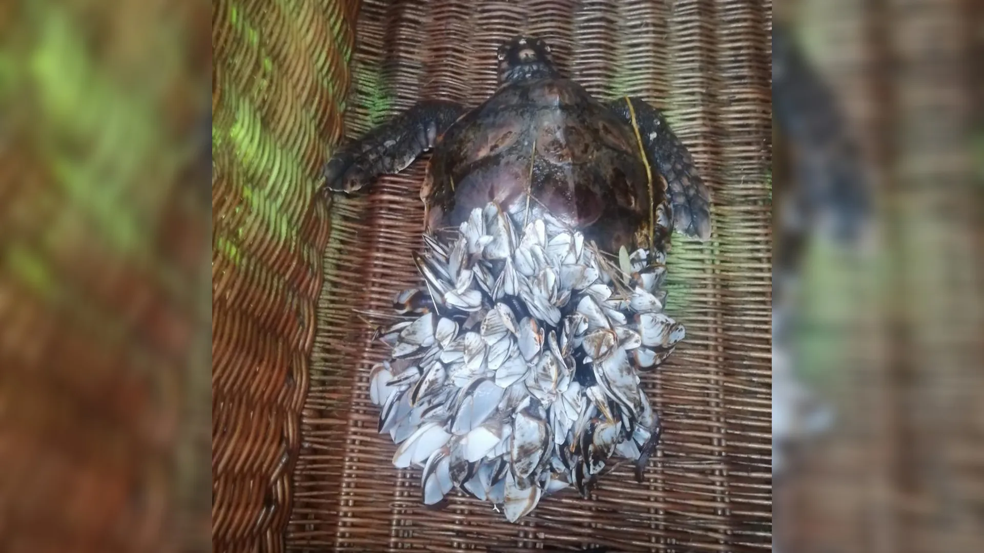 Waarom spoelen er de laatste dagen zo veel schildpadden aan?