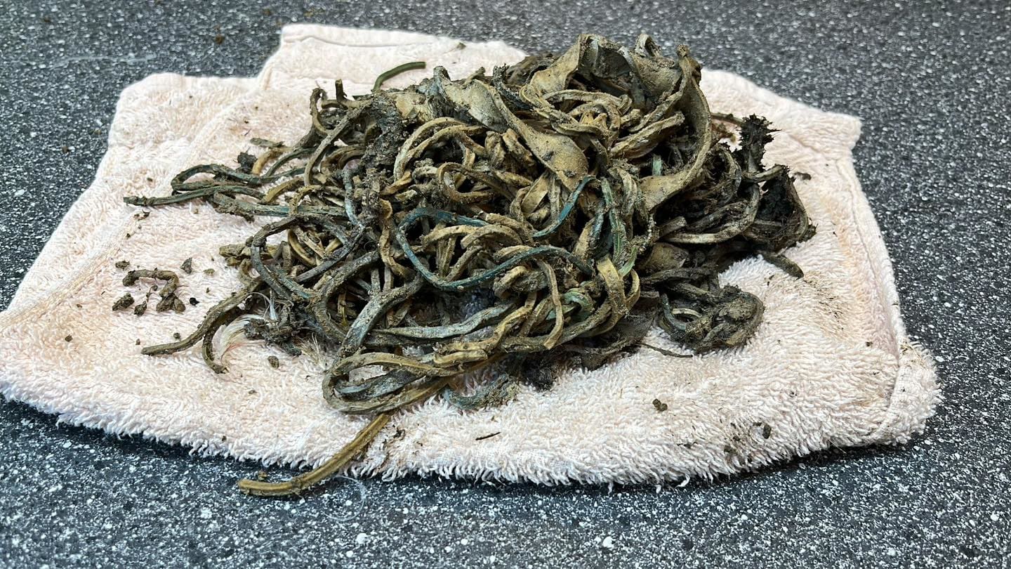 Ooievaar voedt jong 400 gram postelastieken: 'Met verschrikkelijk einde tot gevolg'