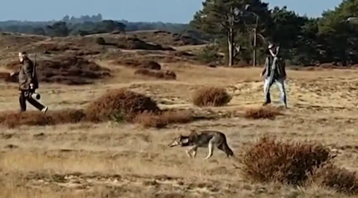 Boswachters Hoge Veluwe helemaal klaar met wolvenpaparazzi: 'Idioten'