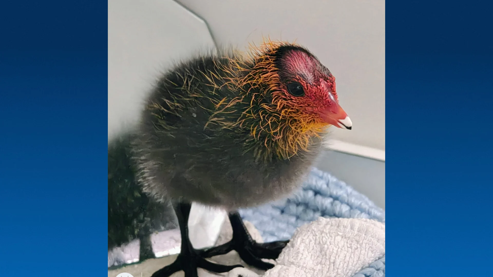 Jongens vernielen meerkoetnest, jonge heldin grijpt in