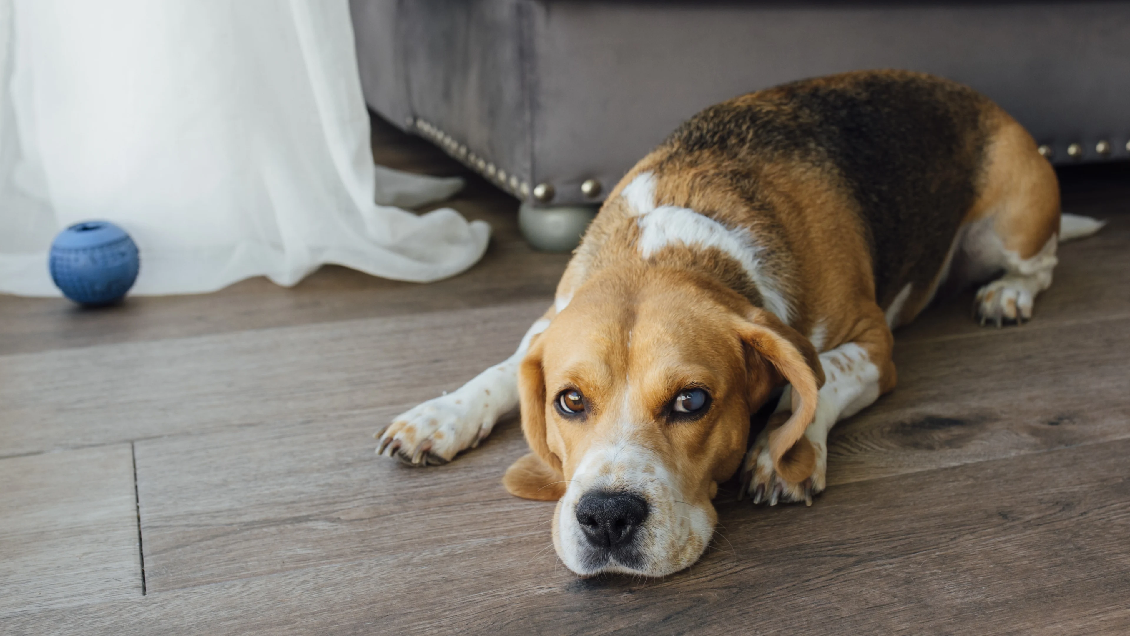 Ineens komen er tientallen beagles uit laboratoria, maar wie vangt ze op?