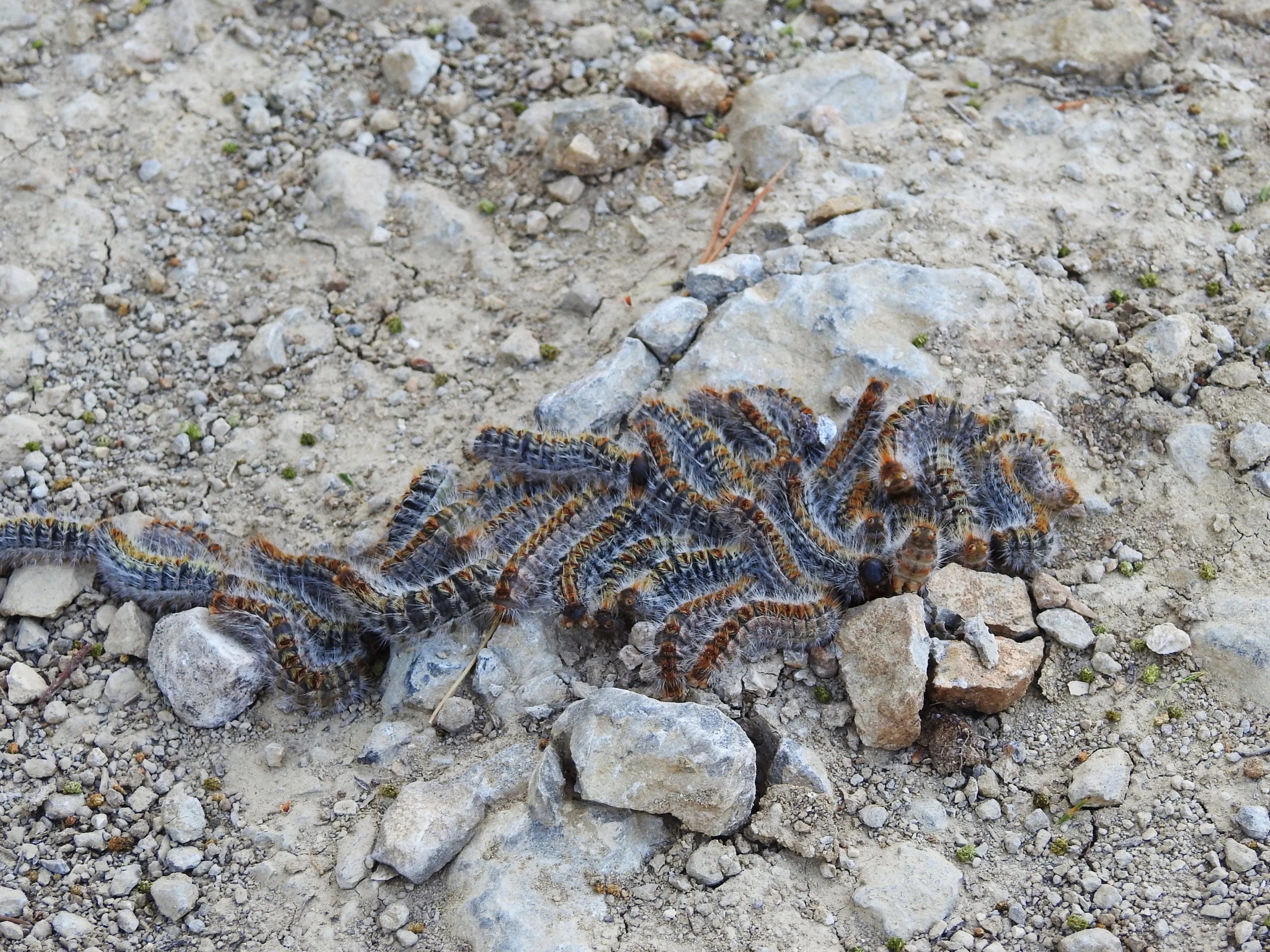 'Nieuwe' processierups in aantocht: 'Kan voor dieren zelfs fataal zijn' 