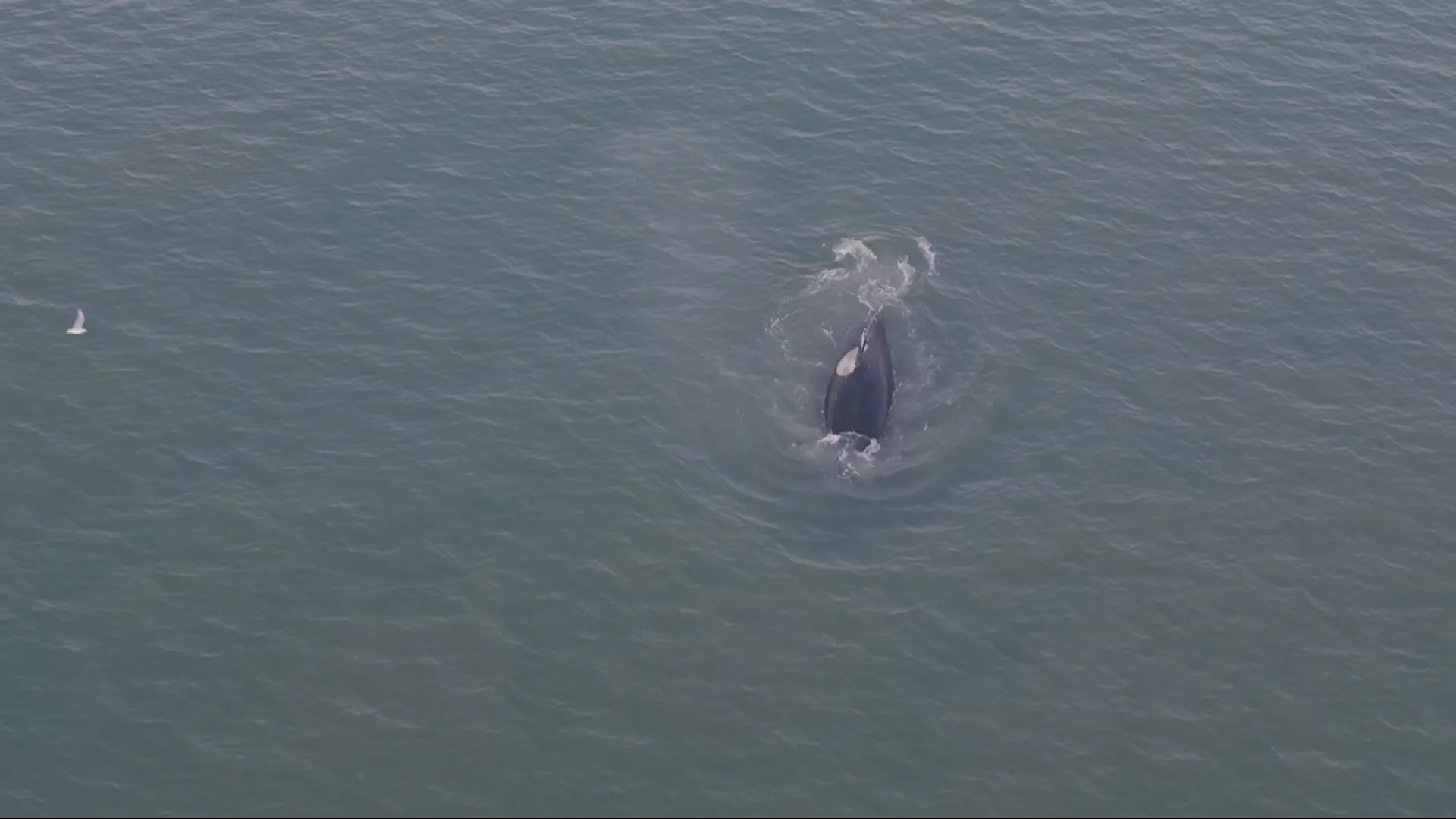 ZIEN: Opnieuw bultrug gespot, dit keer duikt hij op bij Bloemendaal