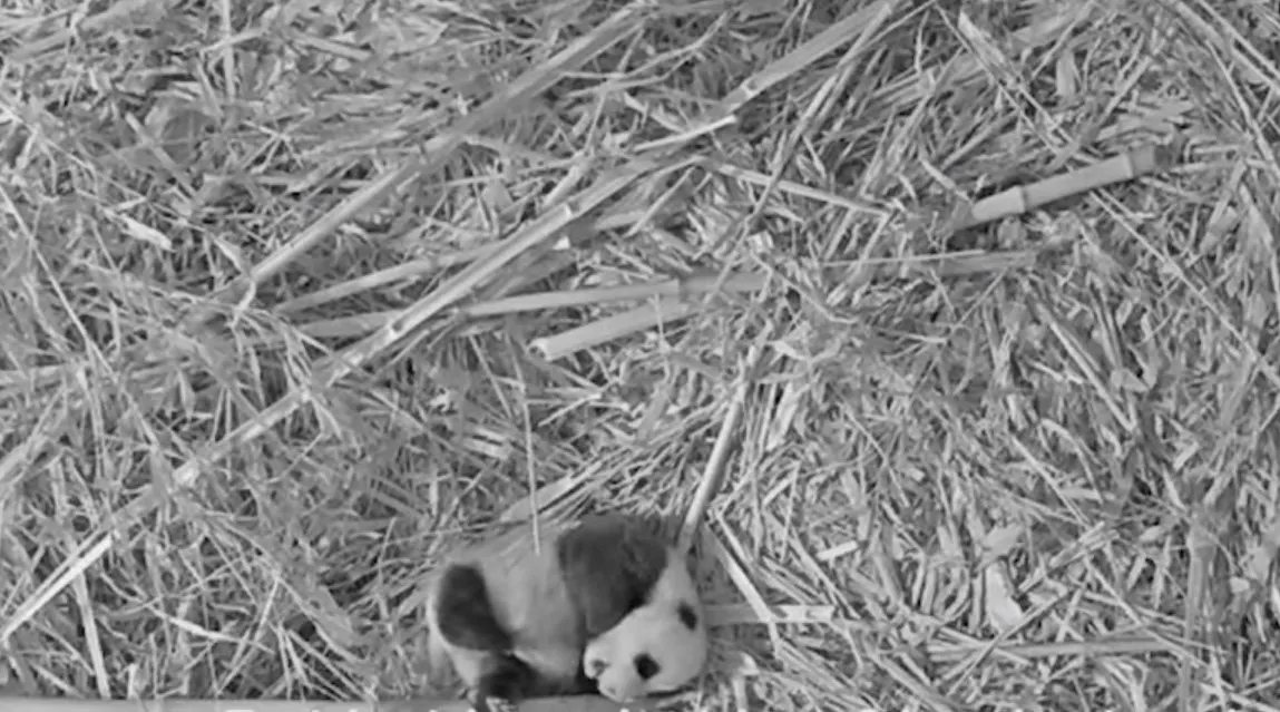 Zet het pandajong in Ouwehands Dierenpark binnenkort zijn eerste stapjes?