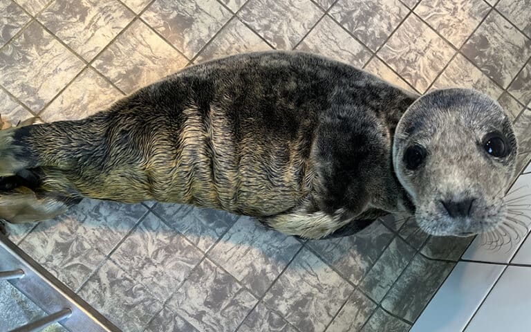 Zeehond Freek met afval in maag opgevangen door Ecomare