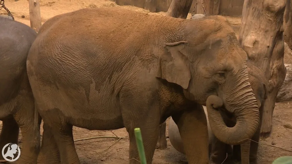 Verdrietig: drachtige olifant Indra draagt waarschijnlijk overleden kalfje