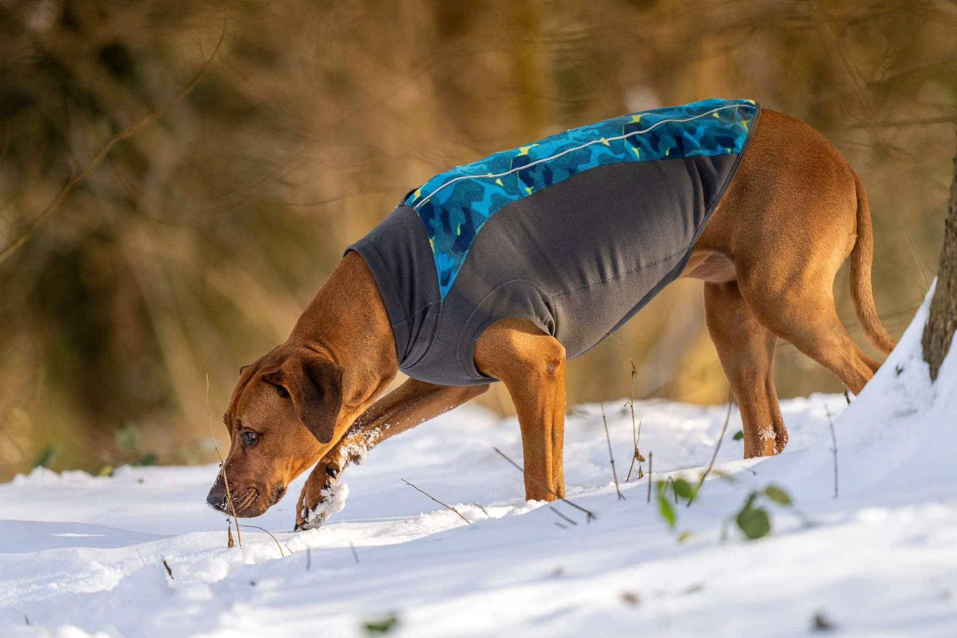 Leuk die sneeuw en kou, maar dieren hebben het zwaar