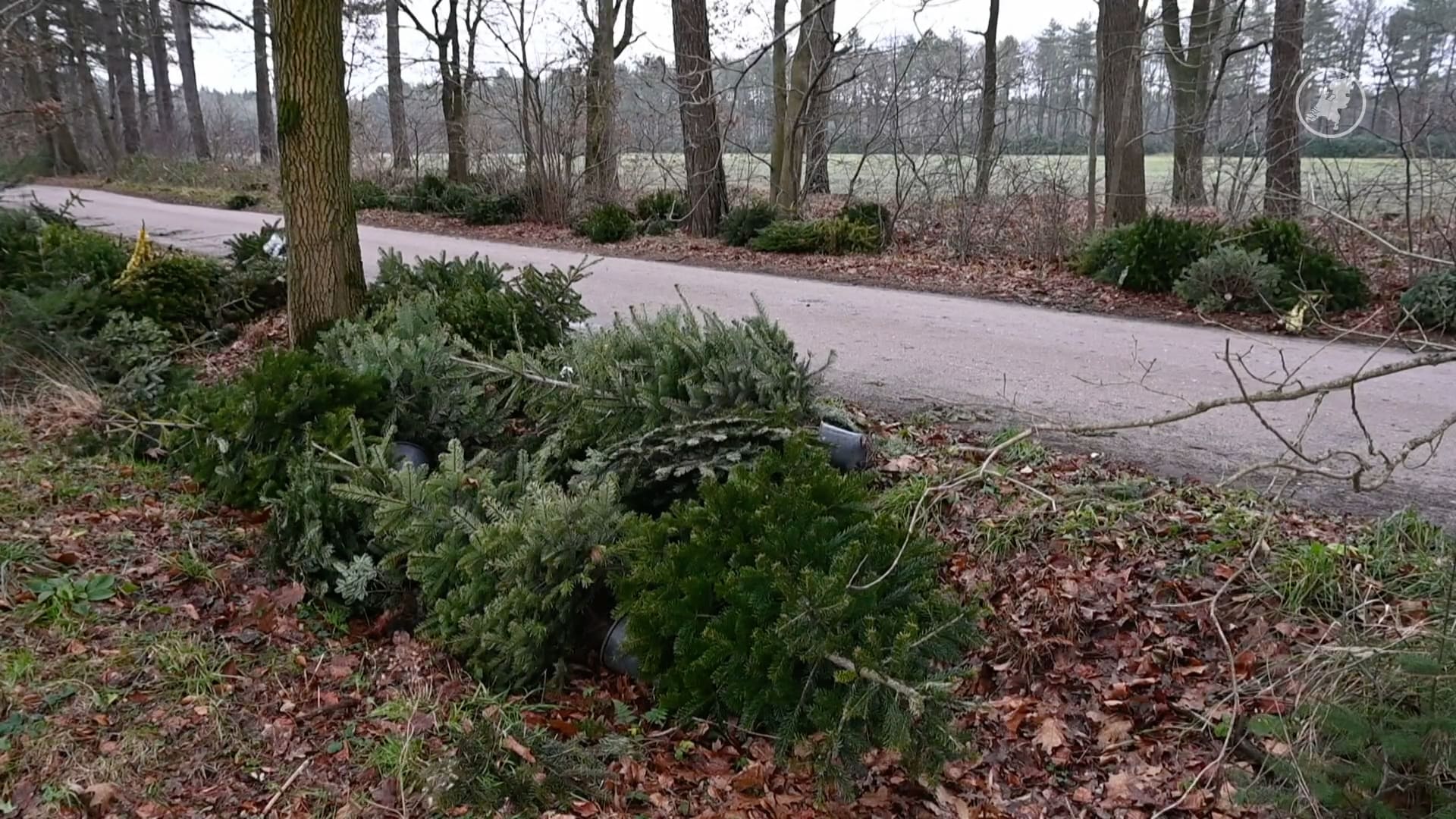 Boswachter vindt honderd gedumpte kerstbomen in natuurgebied