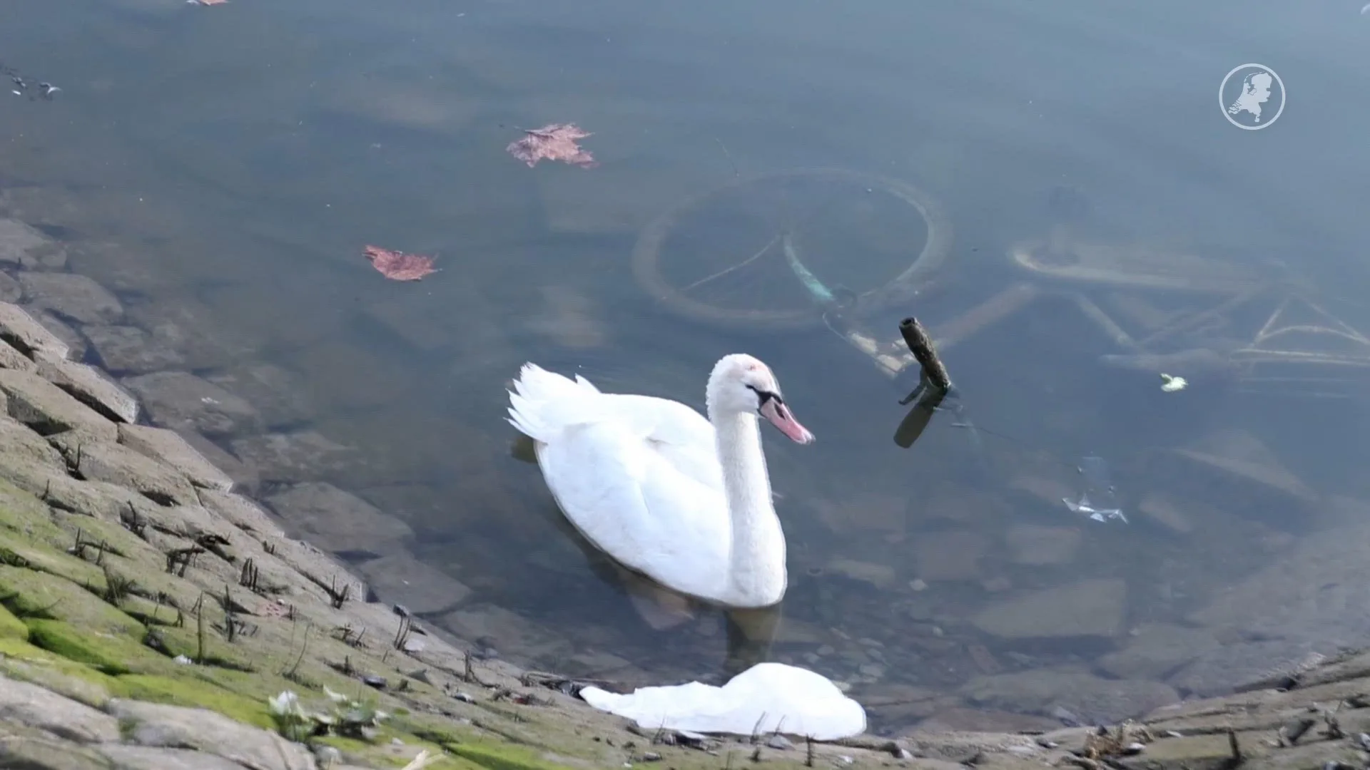 Zwaan gewond door bekogeling in Rotterdam-Feijenoord