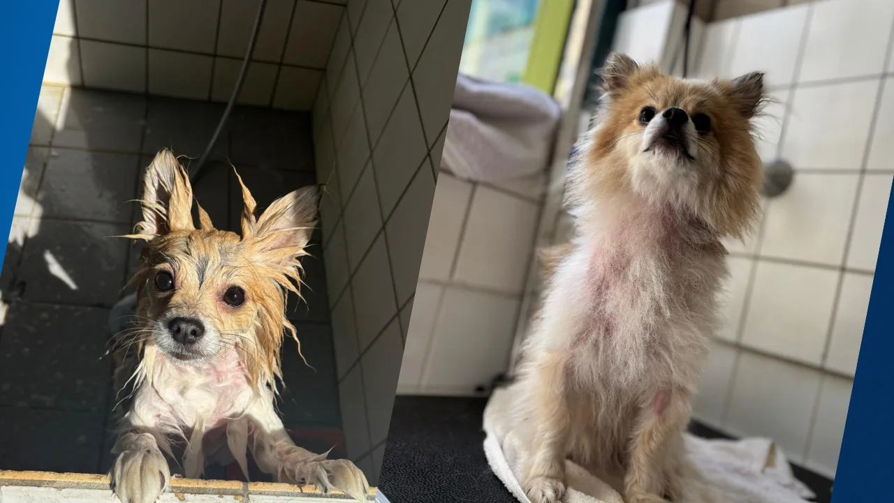 Zwaar verwaarloosde hond vastgebonden aan hek bij boerderij