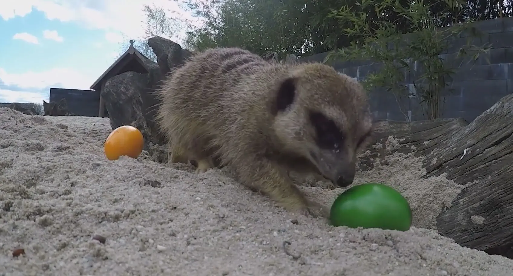 Bewoners van Dierenpark Mierlo verrast met paaseieren