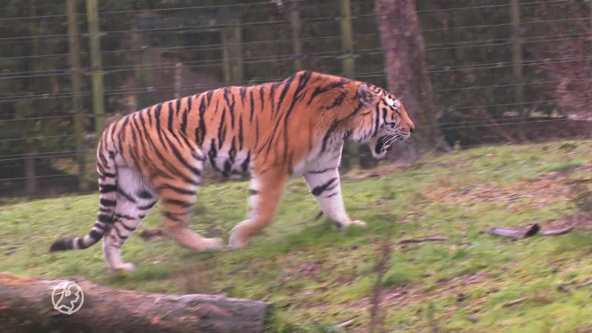 ZIEN: Tijgers verslinden kerstdiner in safaripark Beekse Bergen