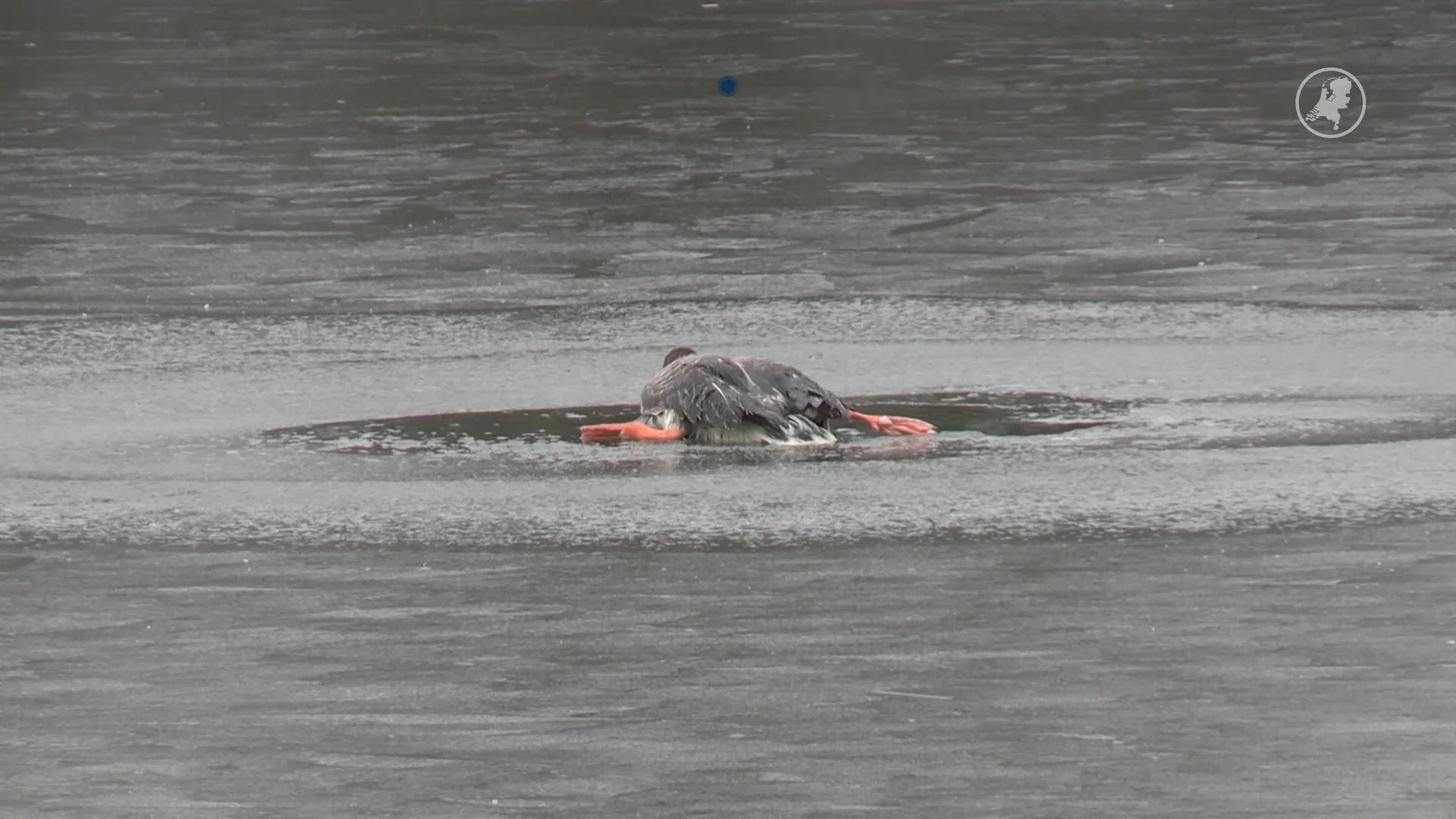 Brandweer weet na 48 uur uitgeputte gans van ijs te redden 