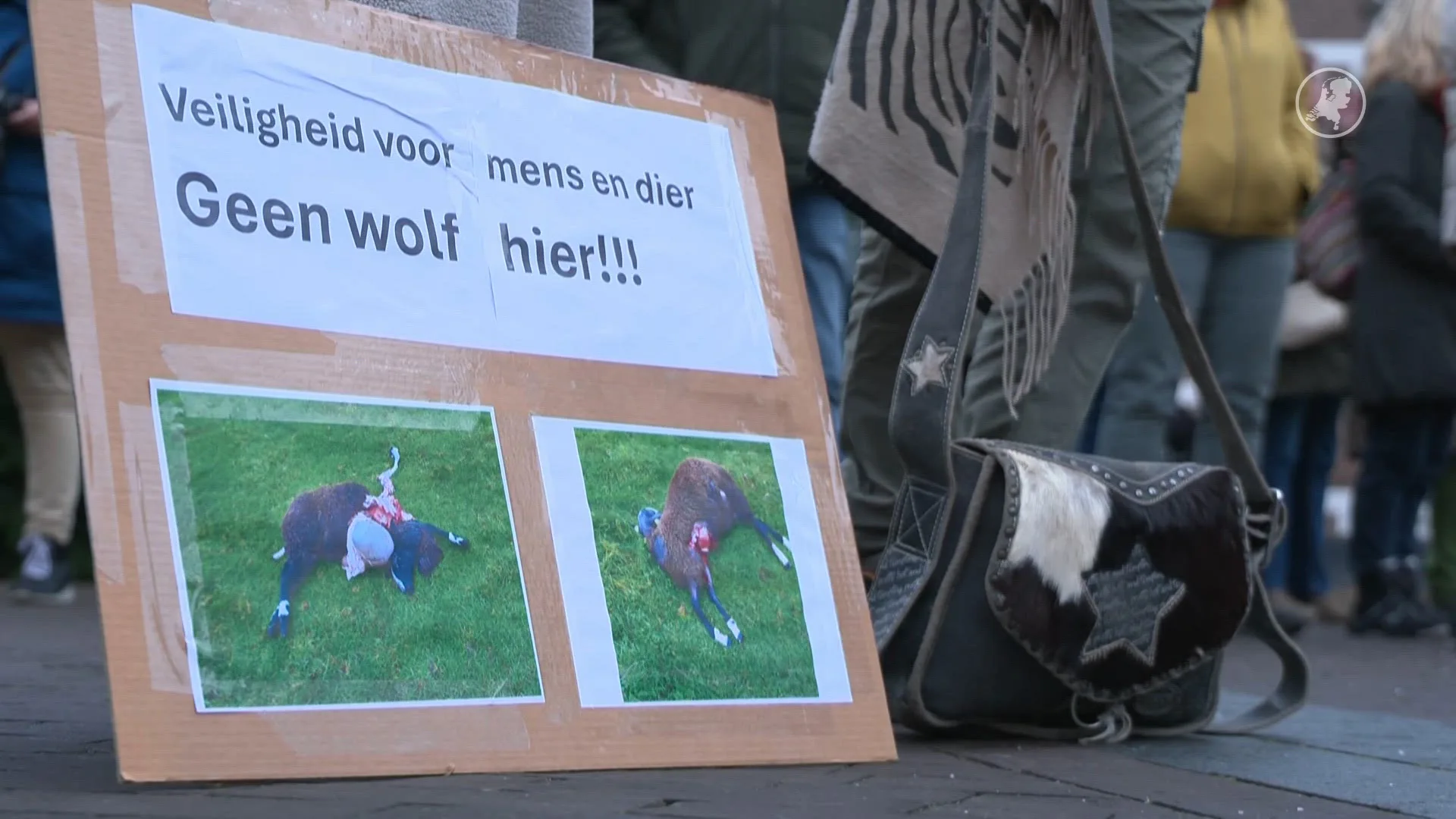Barnevelders uitten zorgen over de wolf: 'We zien dat mensen bang zijn'