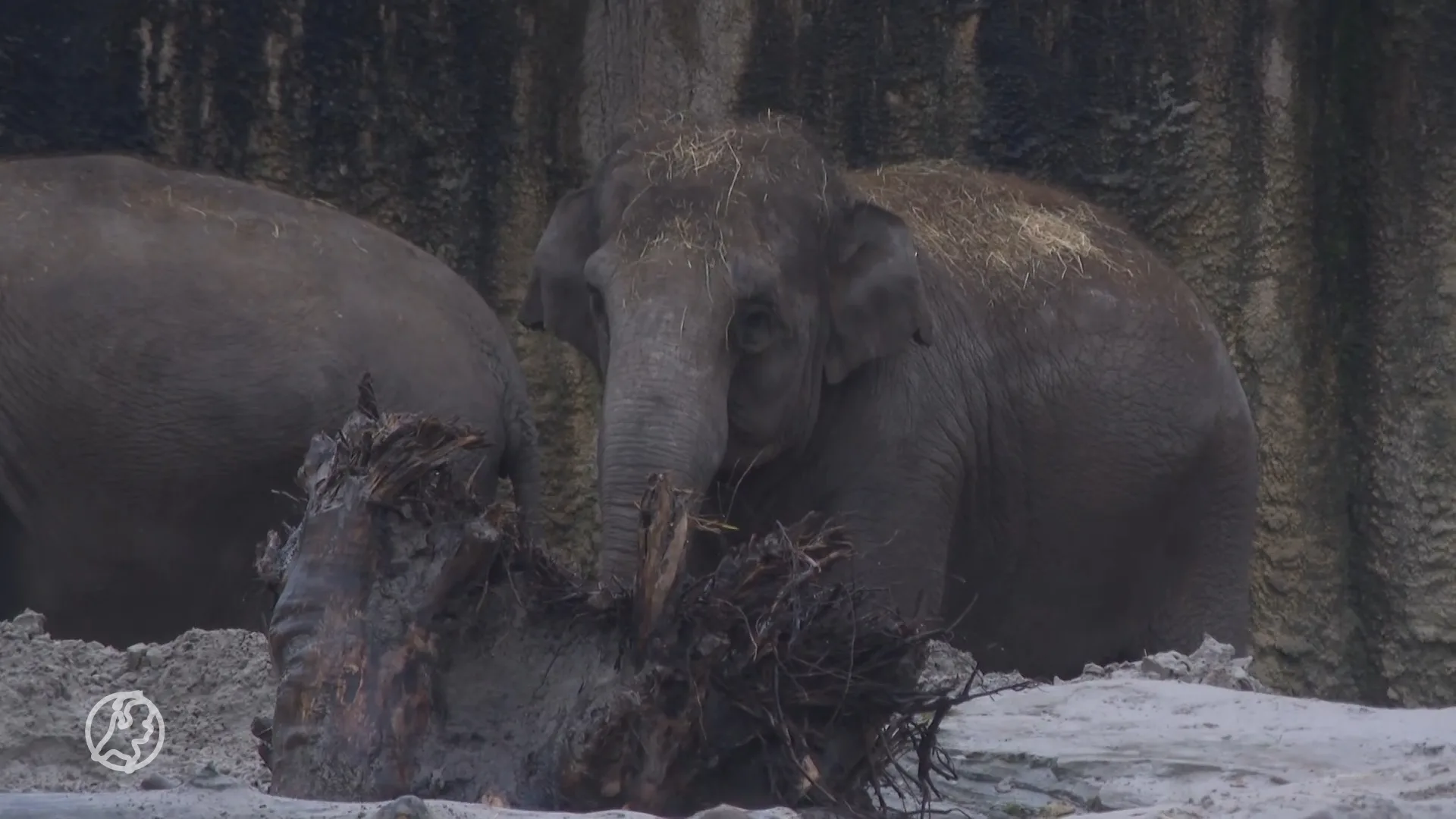 Nederland test nieuw vaccin tegen dodelijk olifantenherpesvirus