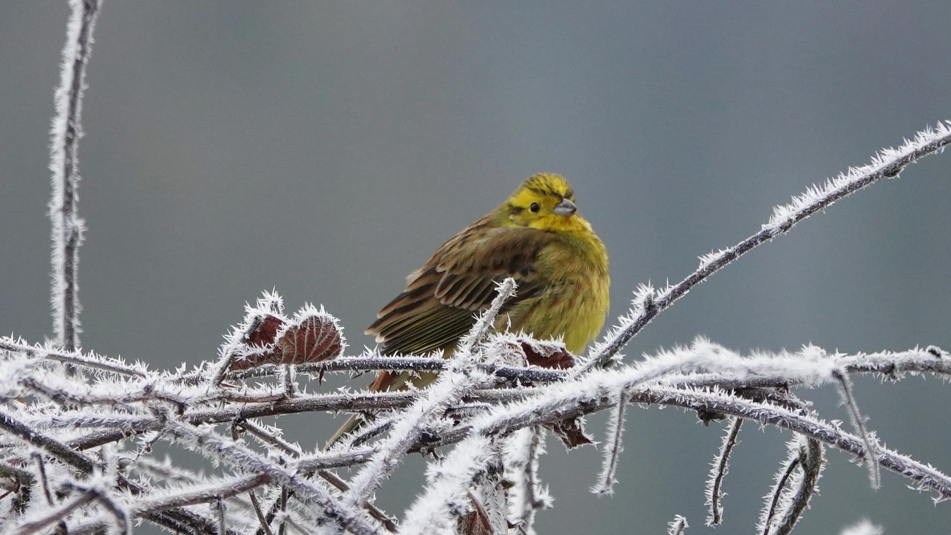Grauwe, grijze dag voor de boeg met hooguit piepklein zonnetje