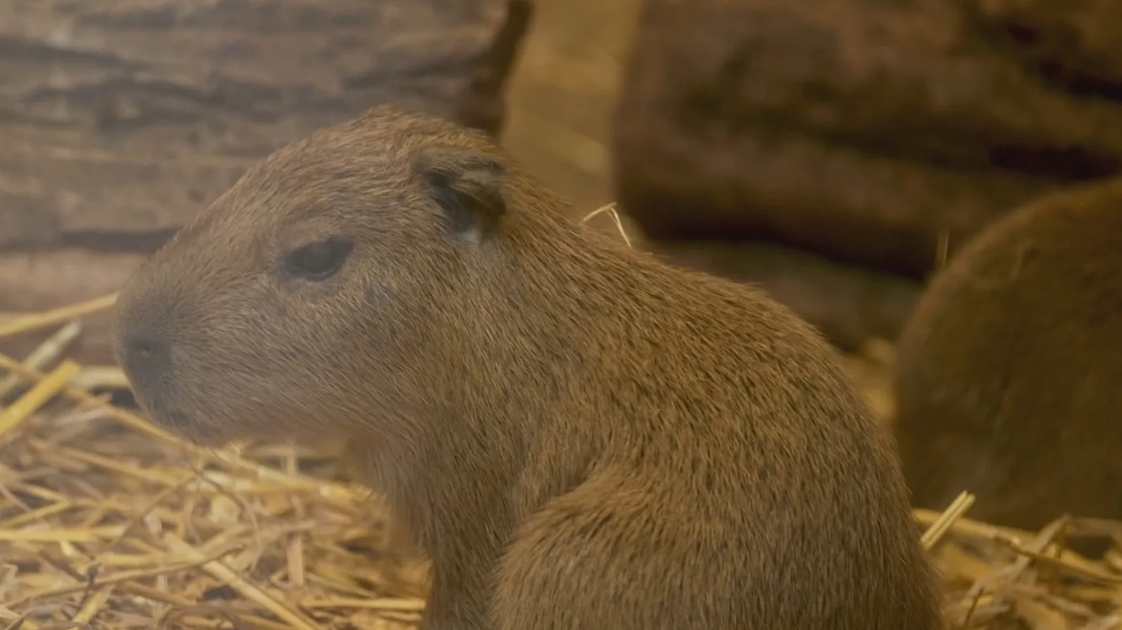 Babyboom in GaiaZOO: capibara’s, boshonden en witgezicht saki geboren
