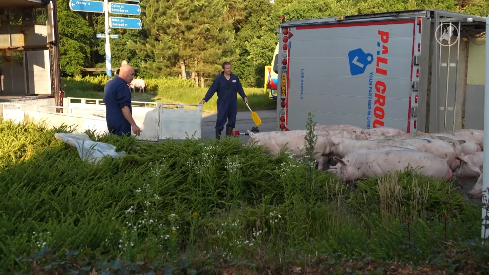 Zeker twintig varkens dood na kantelen vrachtwagen in De Rips