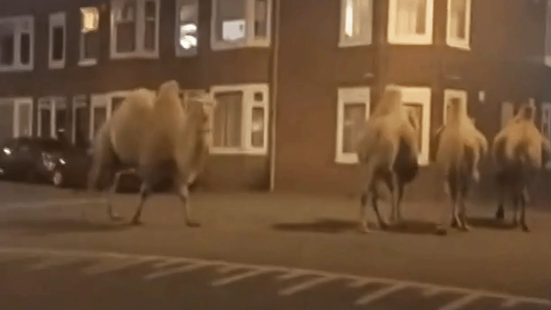 ZIEN: Kamelen maken rondje door Zaandam: 'Ik dacht dat ik aan het spacen was'