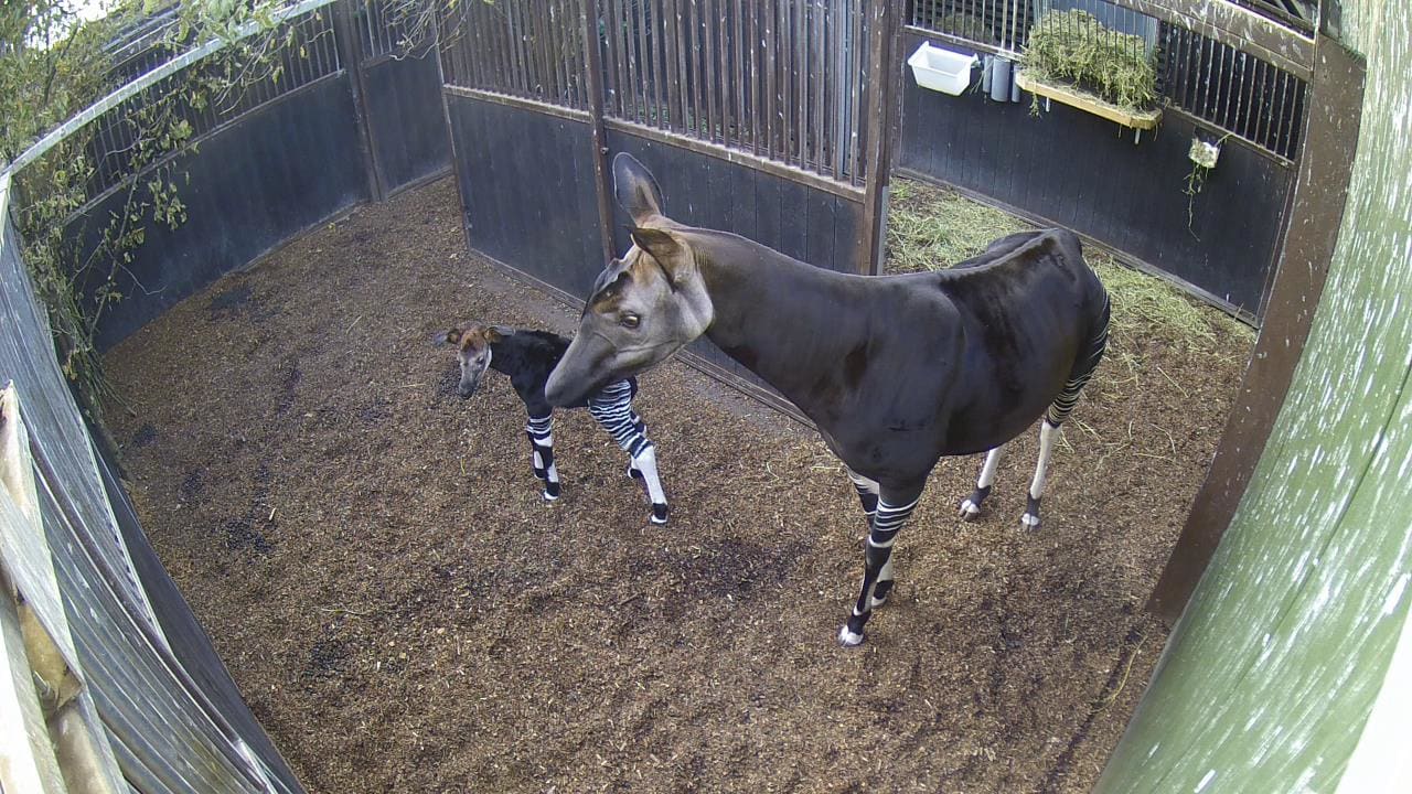 Beschuit met muisjes in Blijdorp: zeldzame okapi geboren