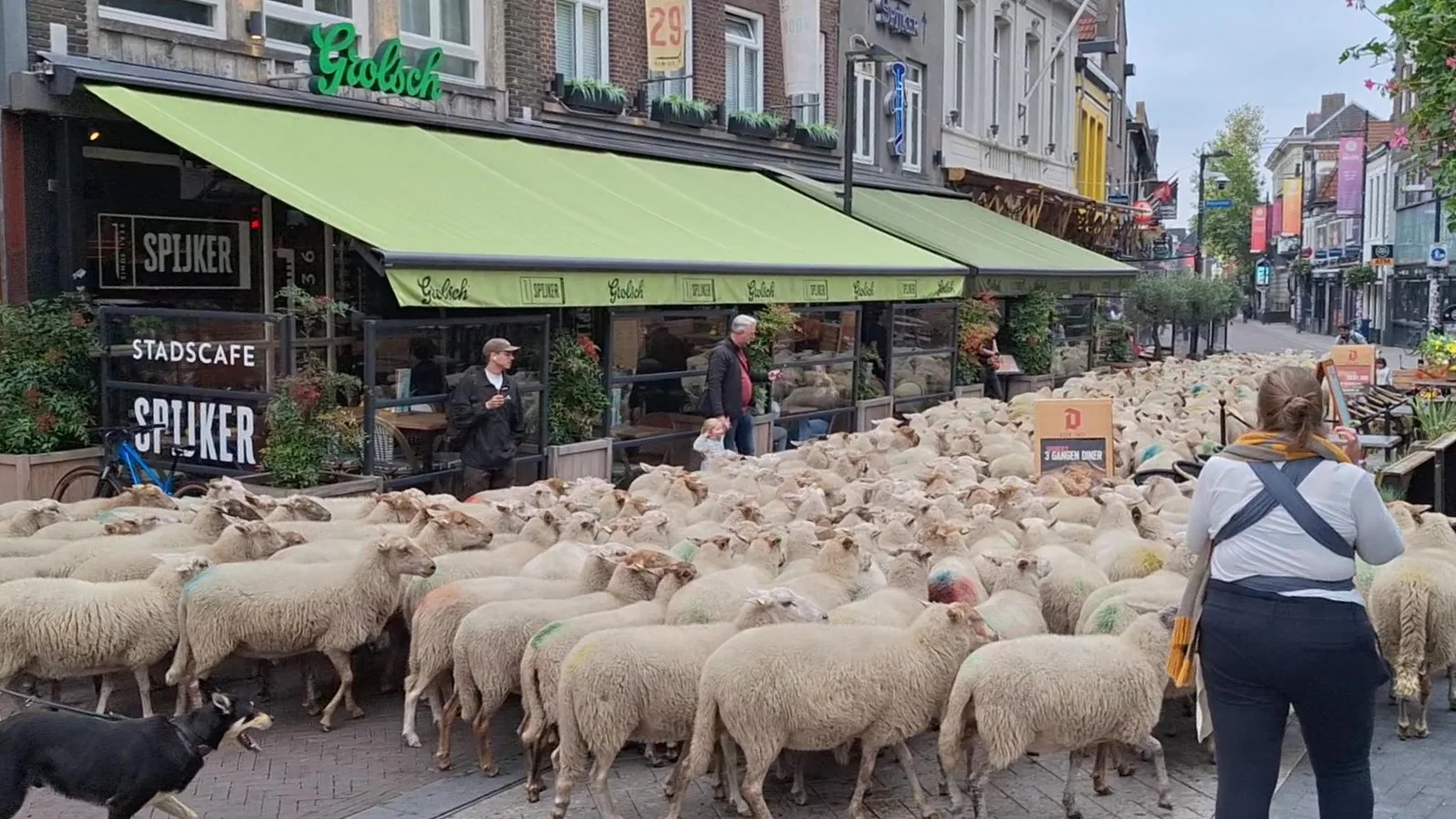 Schapen op stap: kudde trekt veel bekijks in centrum Eindhoven