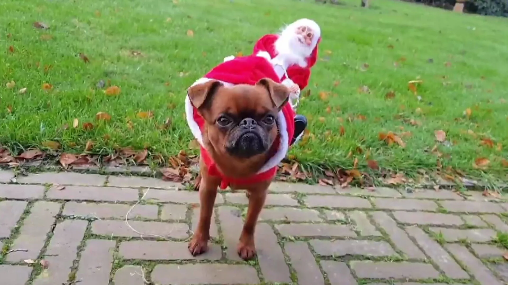 Een kittig kerstpakje voor je hond? Dierenoutfits populairder dan ooit: 'Leuk om te matchen met je dier'
