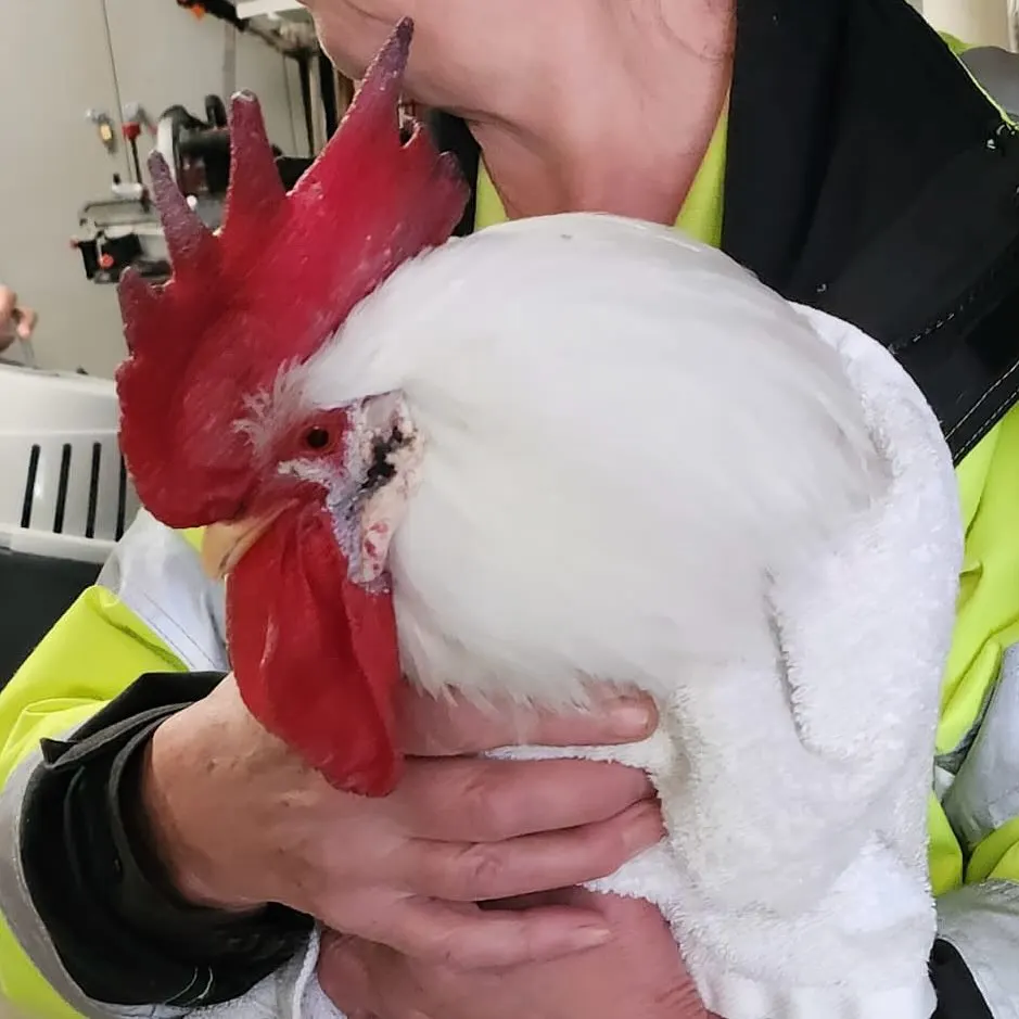 Dierenambulance haalt stonede haan op bij coffeeshop Driebergen