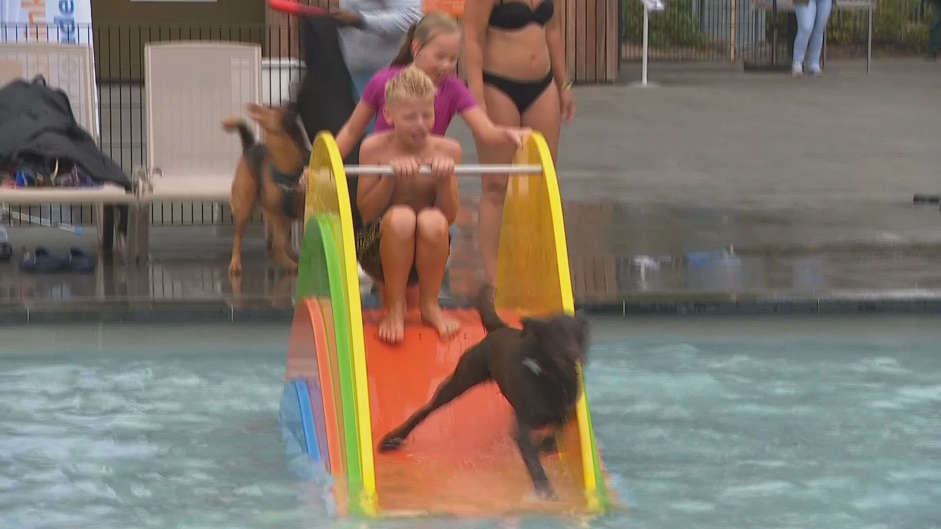 ZIEN: Honden hebben dikke pret in 'mensenzwembad' 