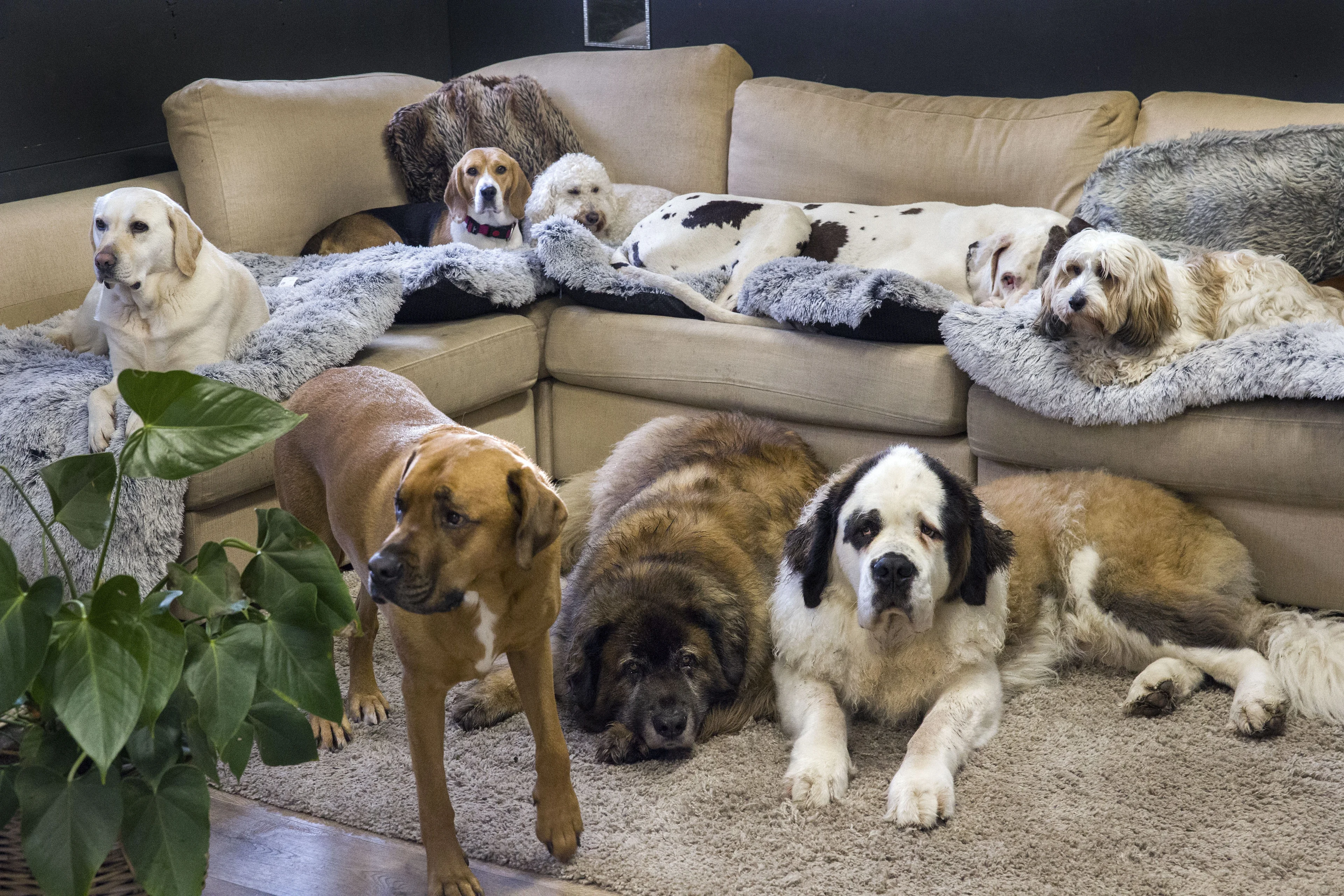 Steeds meer dierenpensions, maar vraag kan niet worden bijgebeend