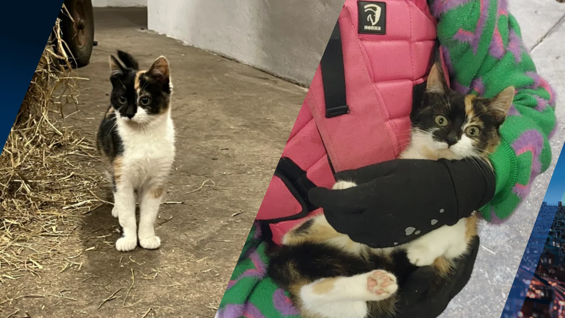 'Kitten van manege verscheurd door loslopende honden in Baarn'