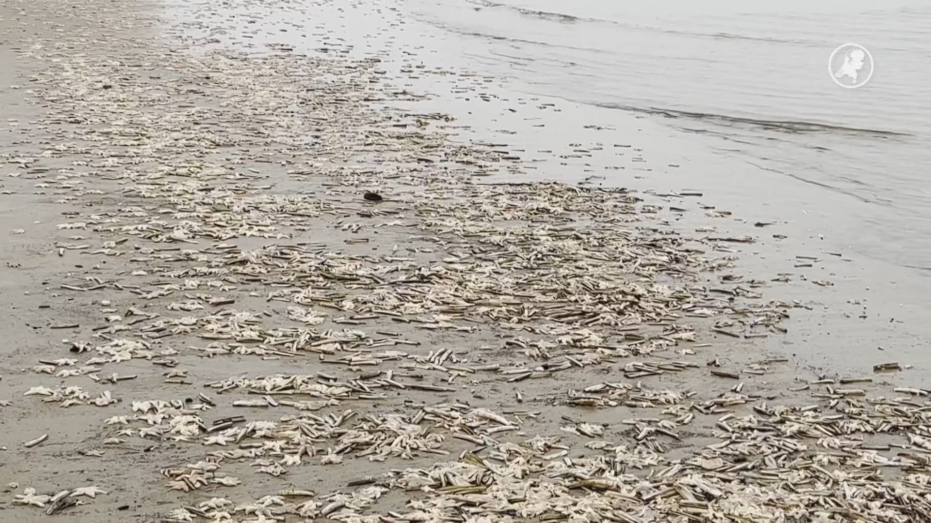 Zeesterren massaal aangespoeld op stranden: dit is de mogelijke oorzaak