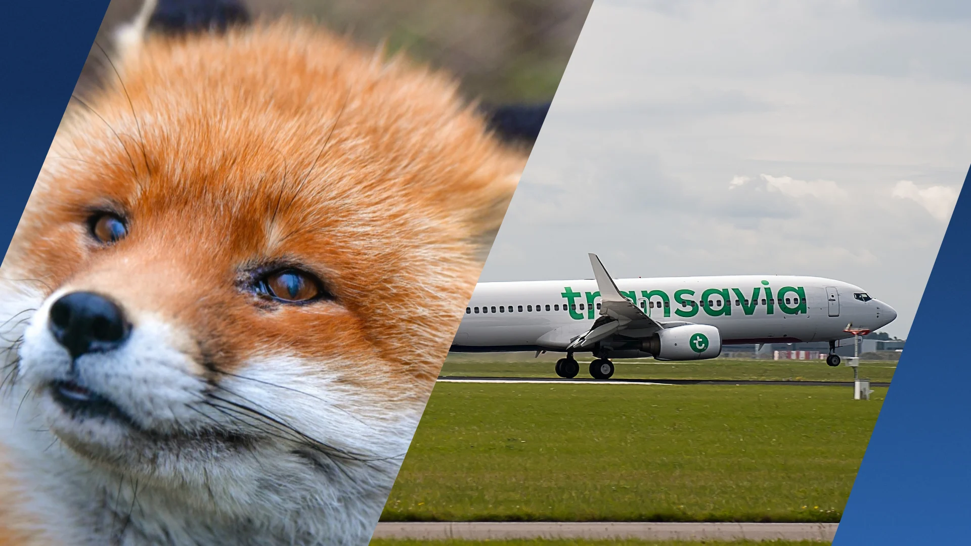 'Vos geraakt door vliegtuig bij vertrek Schiphol, zonder kop aangetroffen'