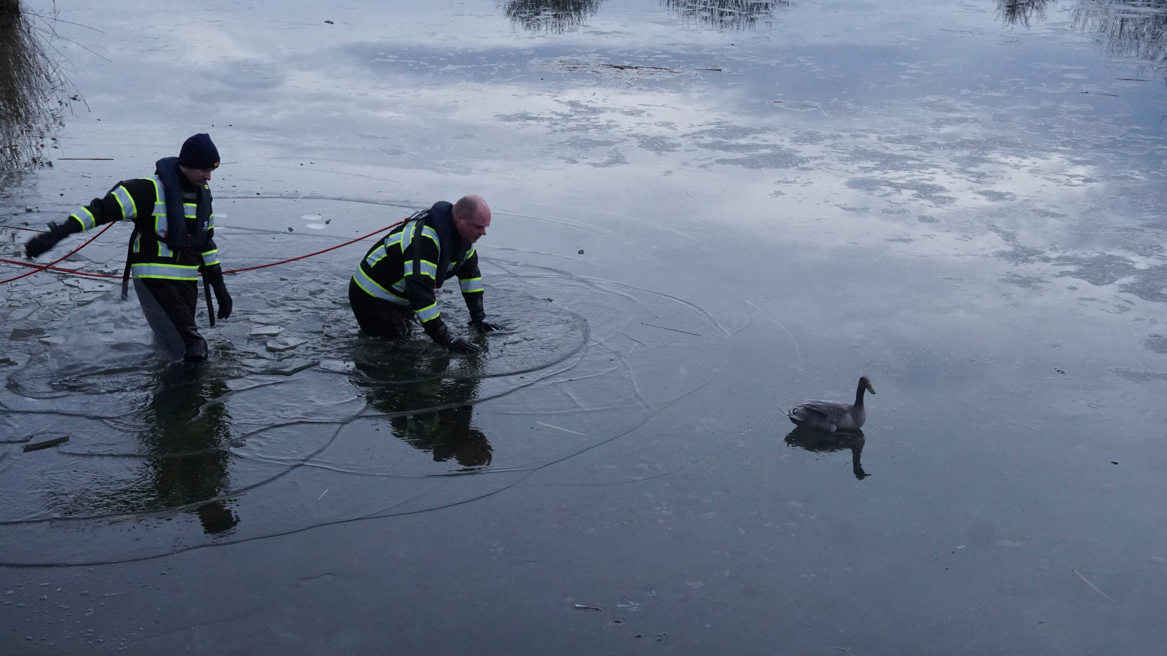 Brandweer in Olst redt eendjes die vastzitten op glad ijs