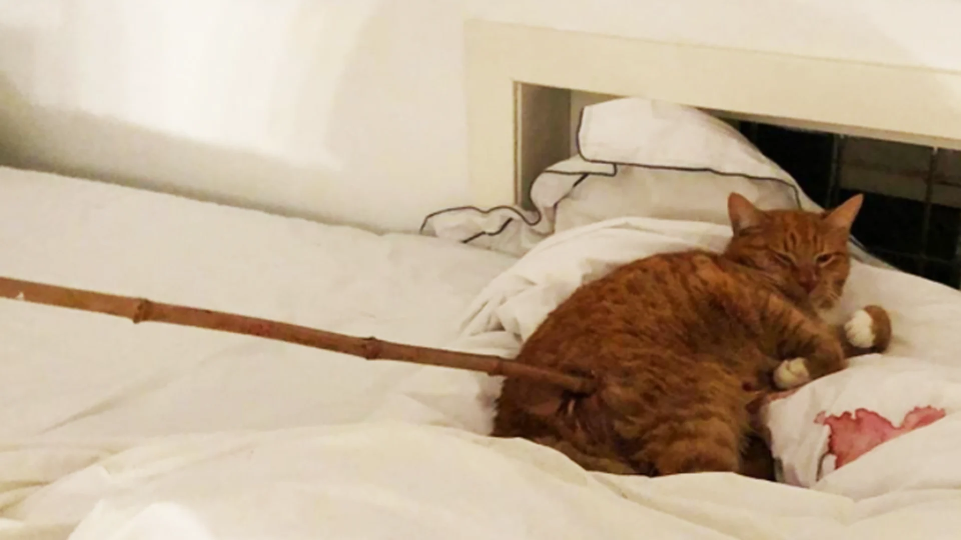 Kat Rio doorboord met bamboestok gevonden in bed