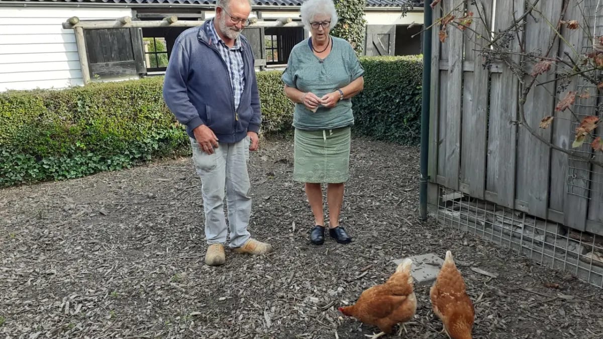 Zeeuwse transhenderkip is niet meer: overleden na eten van rattengif